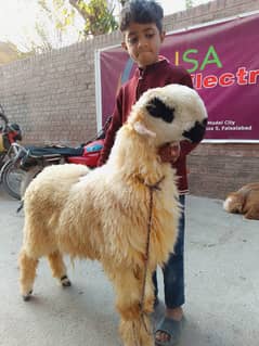 kajla /chatra / bakra | mundra | Breader | بکرا | male Sheep /goat