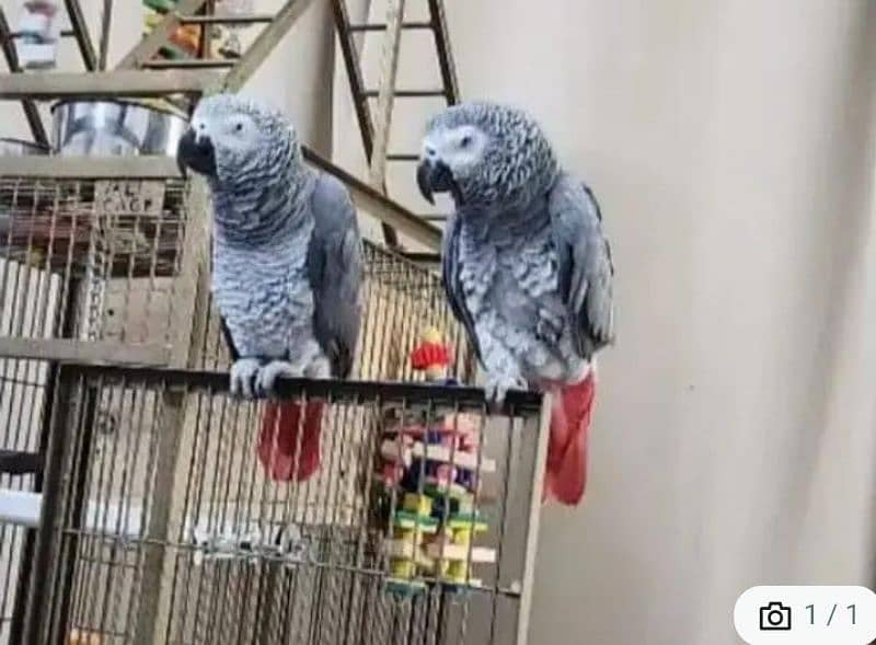 African grey parrot for sale good health O3O4 _O79_O437 my WhatsApp n 0