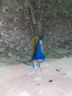 peacock