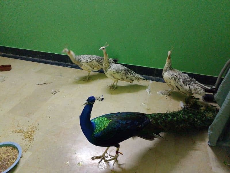 peacock for sale 1