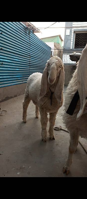 larkana 2  dumbi  (ek 4  dant with gabban 4 months and  6 month dumbi 0