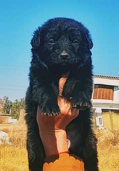 black German Shepherd puppies for sale