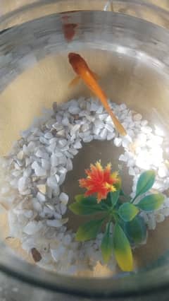 Beautiful and Active Goldfish with Bowl and Decorations