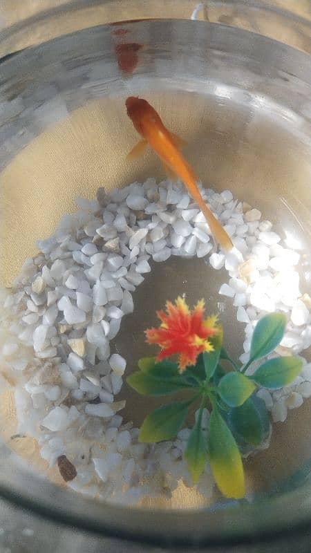 Beautiful and Active Goldfish with Bowl and Decorations 0