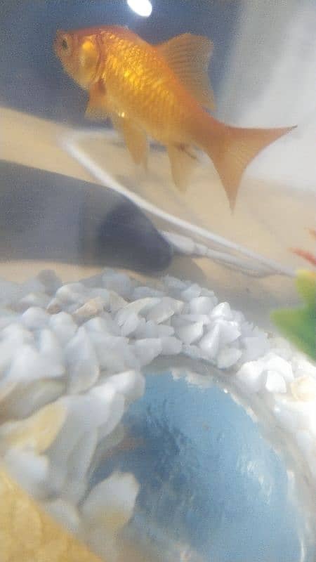 Beautiful and Active Goldfish with Bowl and Decorations 1