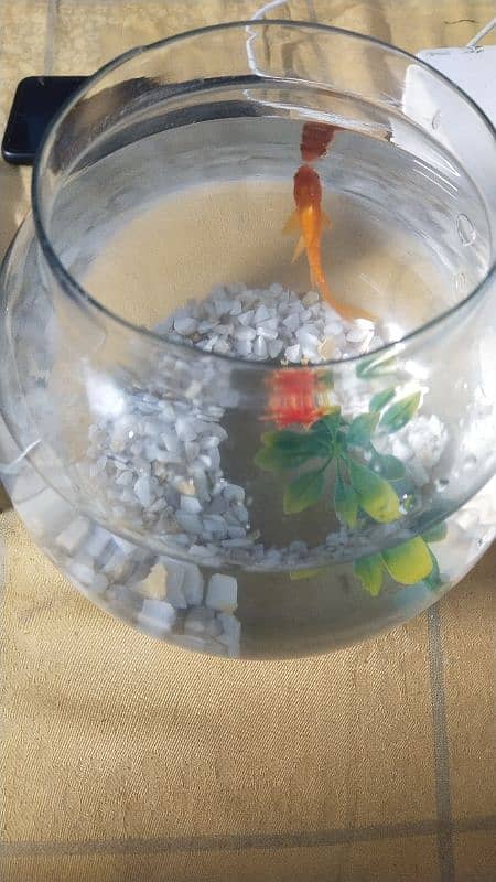 Beautiful and Active Goldfish with Bowl and Decorations 2