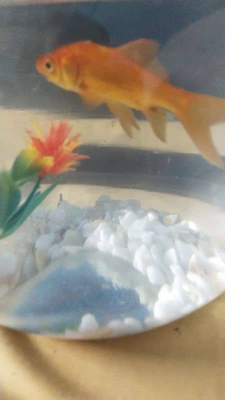 Beautiful and Active Goldfish with Bowl and Decorations 3