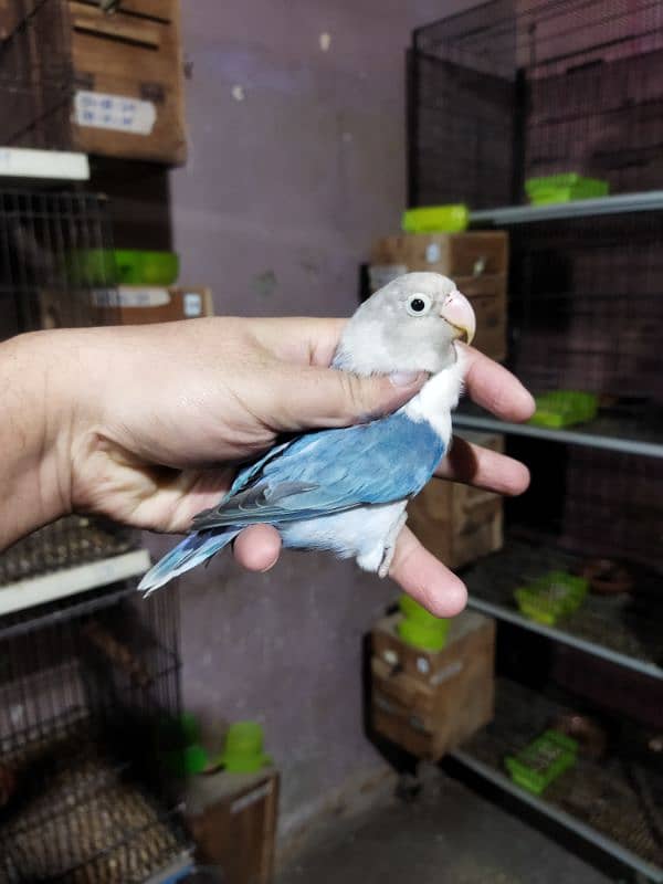 Beautiful split ino//b2 or Slaty Split pf, Green Opaline/b, Creamino 8