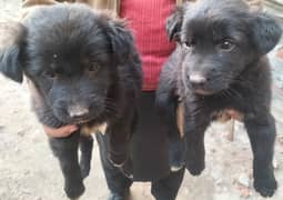 German Shepherd female pupies available for sale