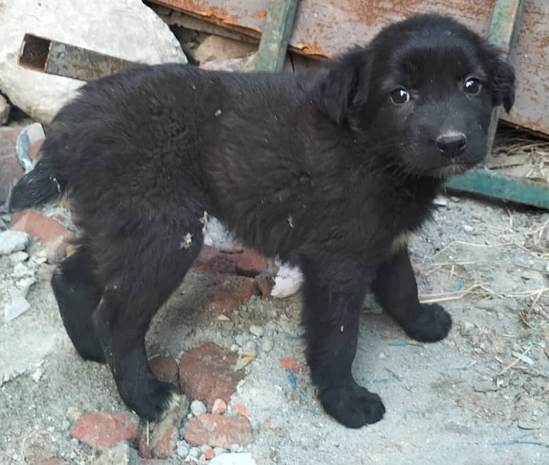 German Shepherd female pupies available for sale 1