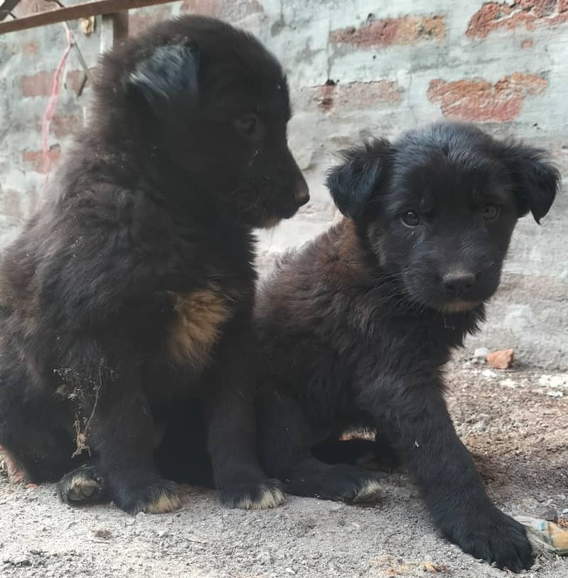 German Shepherd female pupies available for sale 2