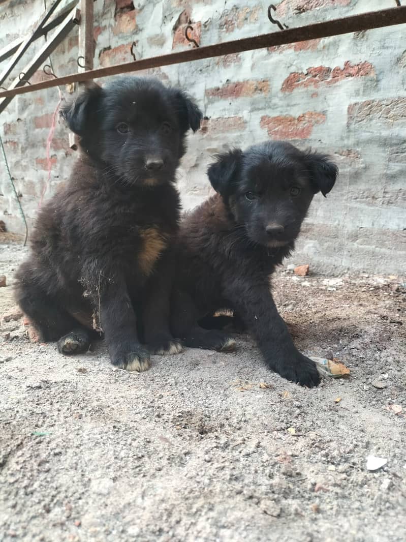 German Shepherd female pupies available for sale 4