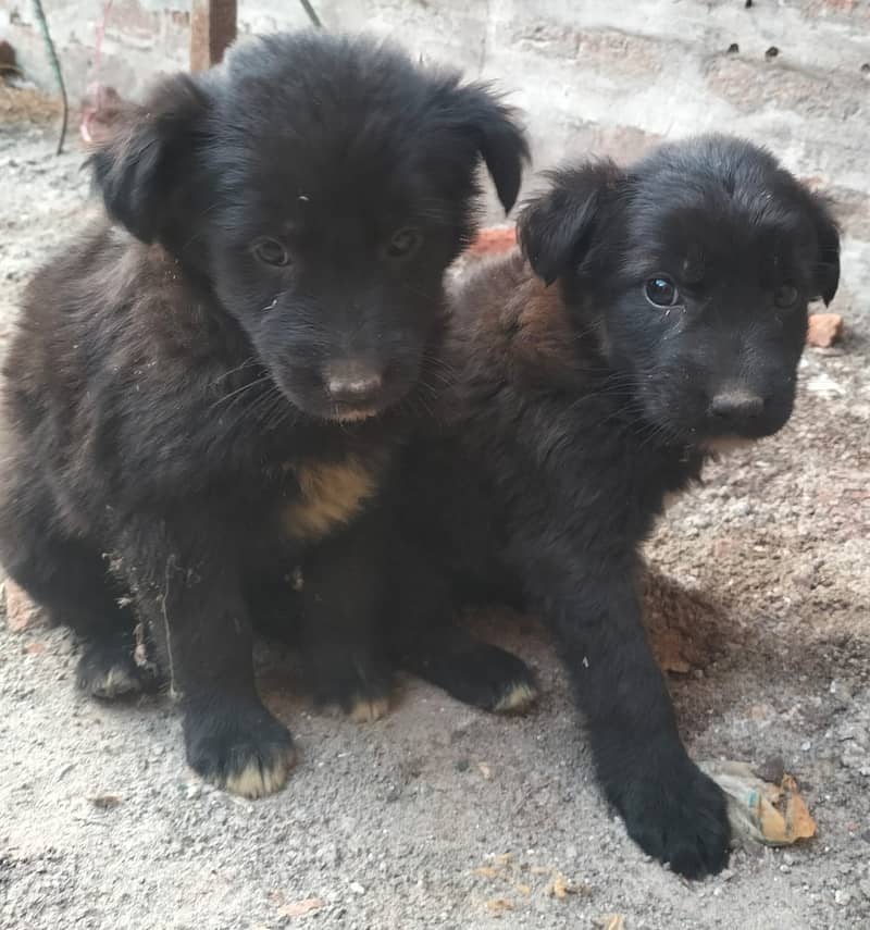 German Shepherd female pupies available for sale 5