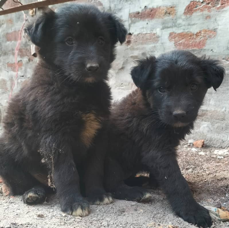 German Shepherd female pupies available for sale 6