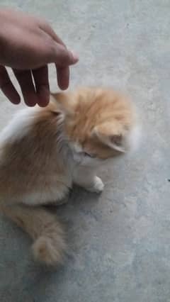 persian cat for sale