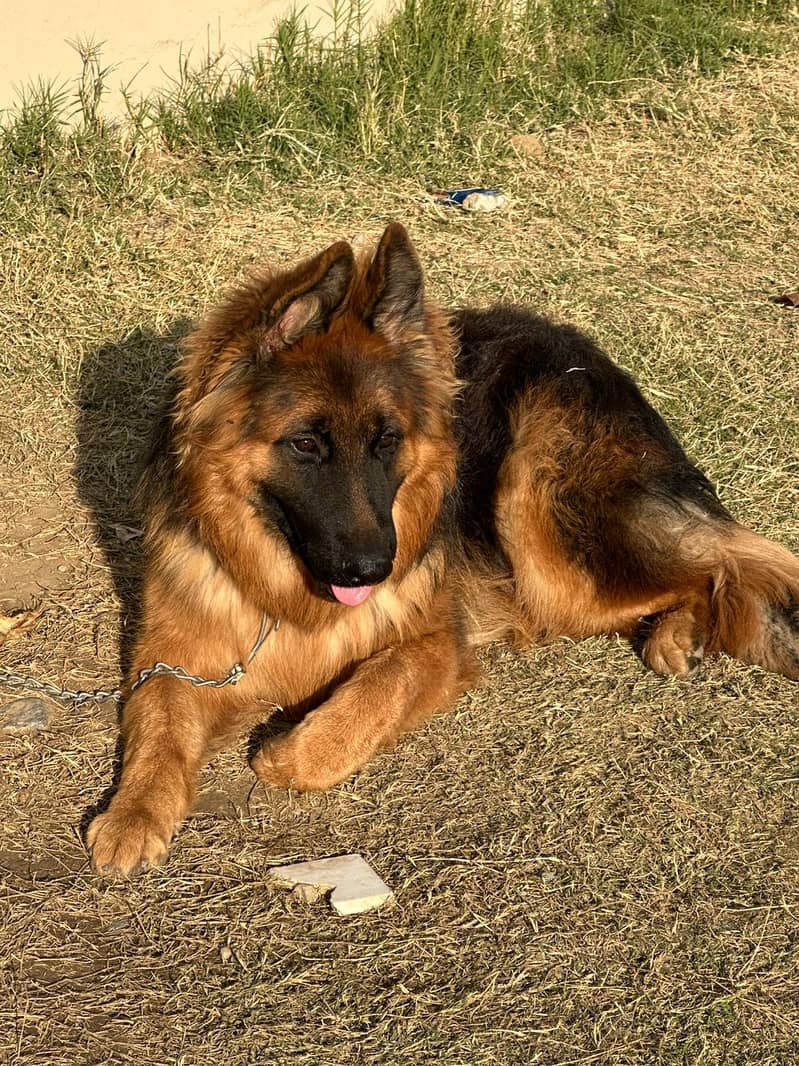 German Shepherd male 0