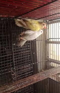 albino red eye male and decino female for sale