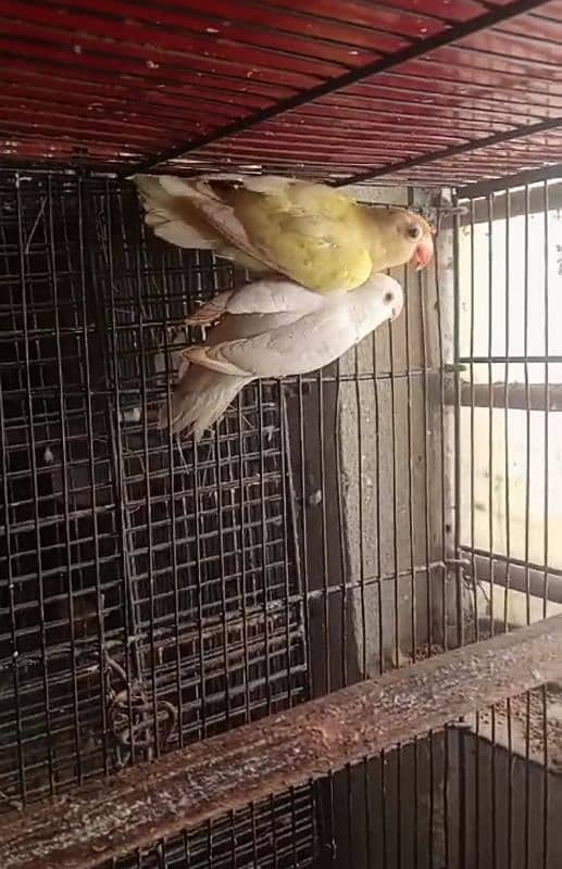 albino red eye male and decino female for sale 0