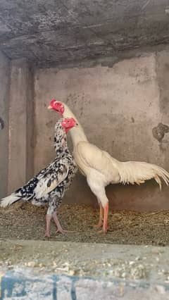 Shamo chicks available