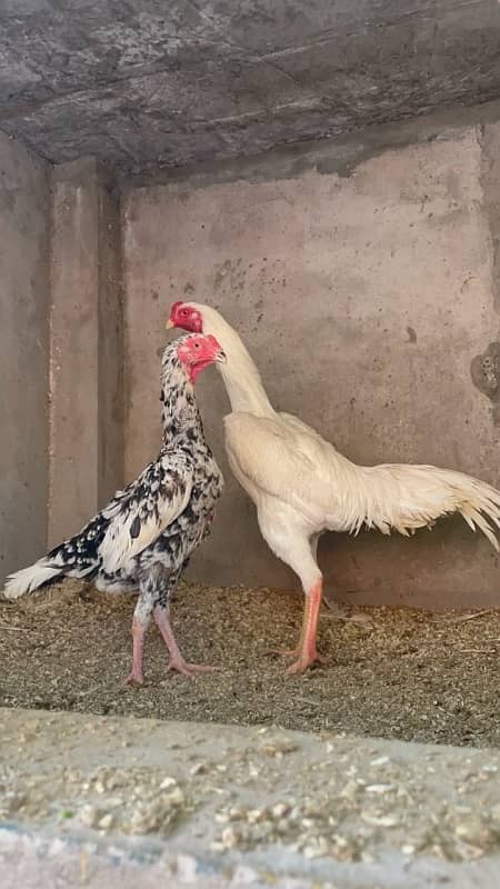 Shamo chicks available 1