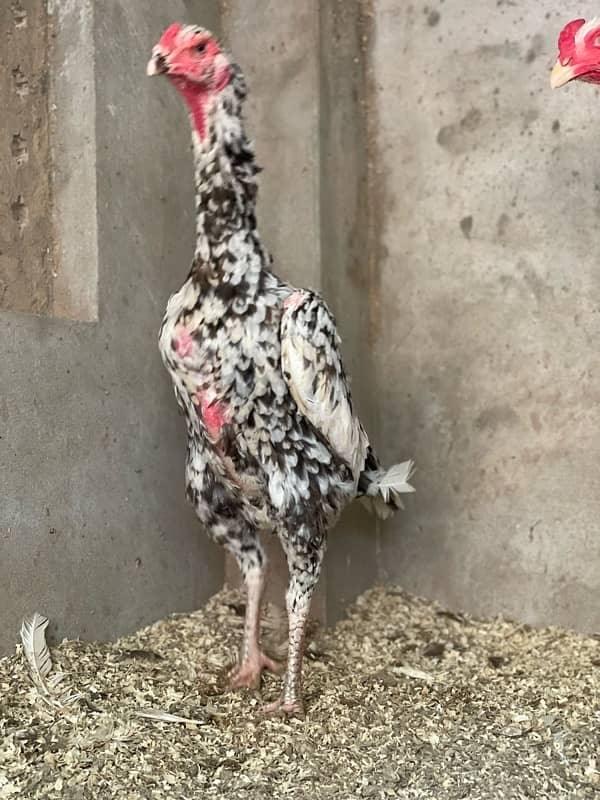 Shamo chicks available 2