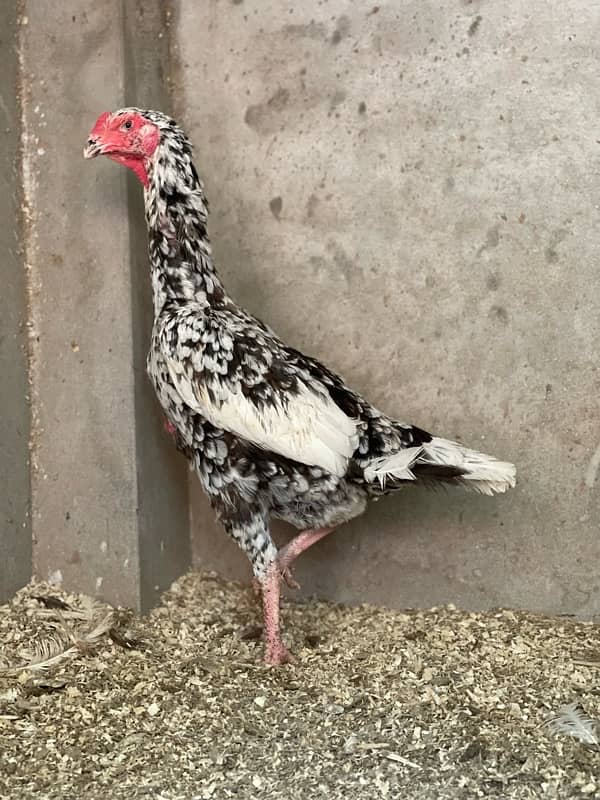 Shamo chicks available 3