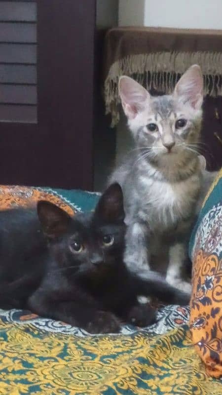 pair of two 6 month old kittens. 1