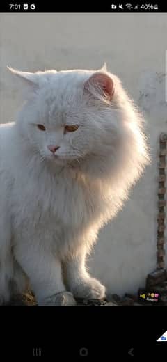 Persian cat coffee eyes