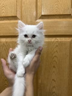 Double coated persian kittens (2 white, 1 black and brown)