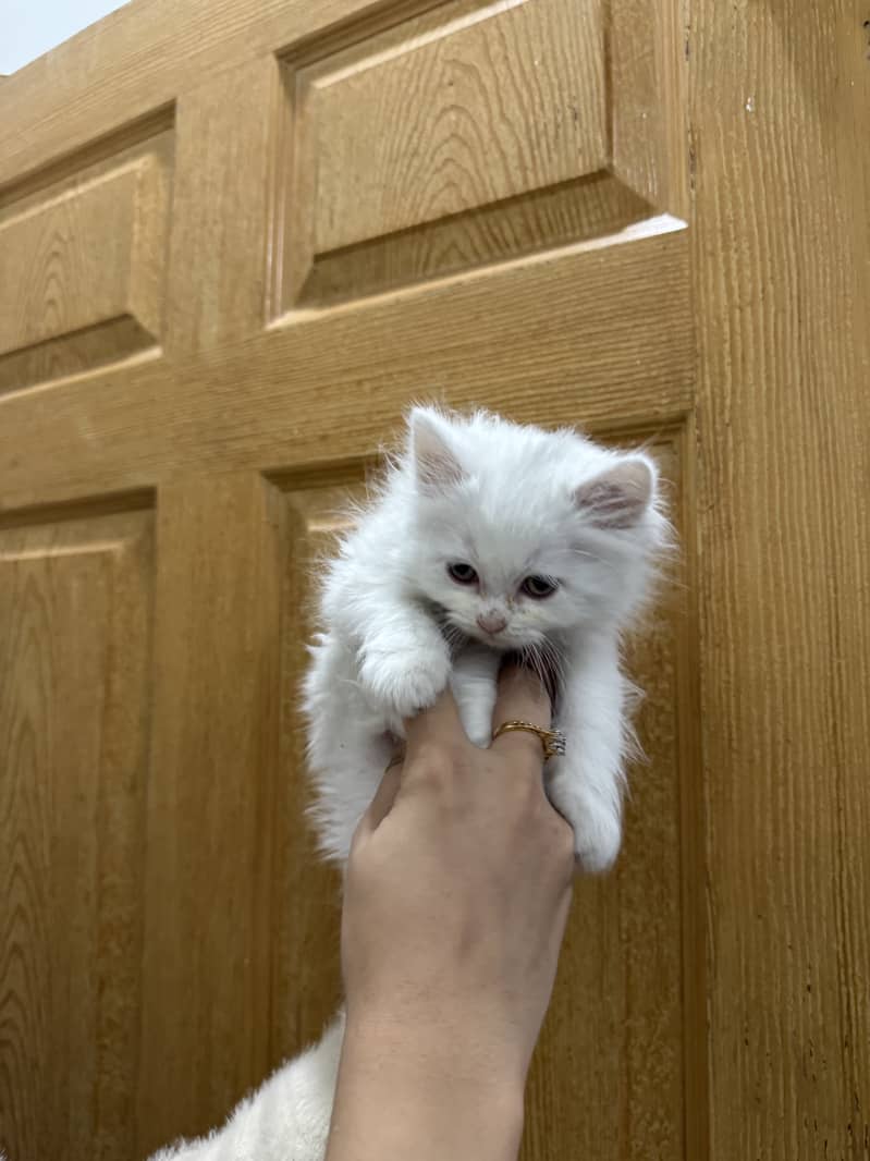 Double coated persian kittens (2 white, 1 black and brown) 1