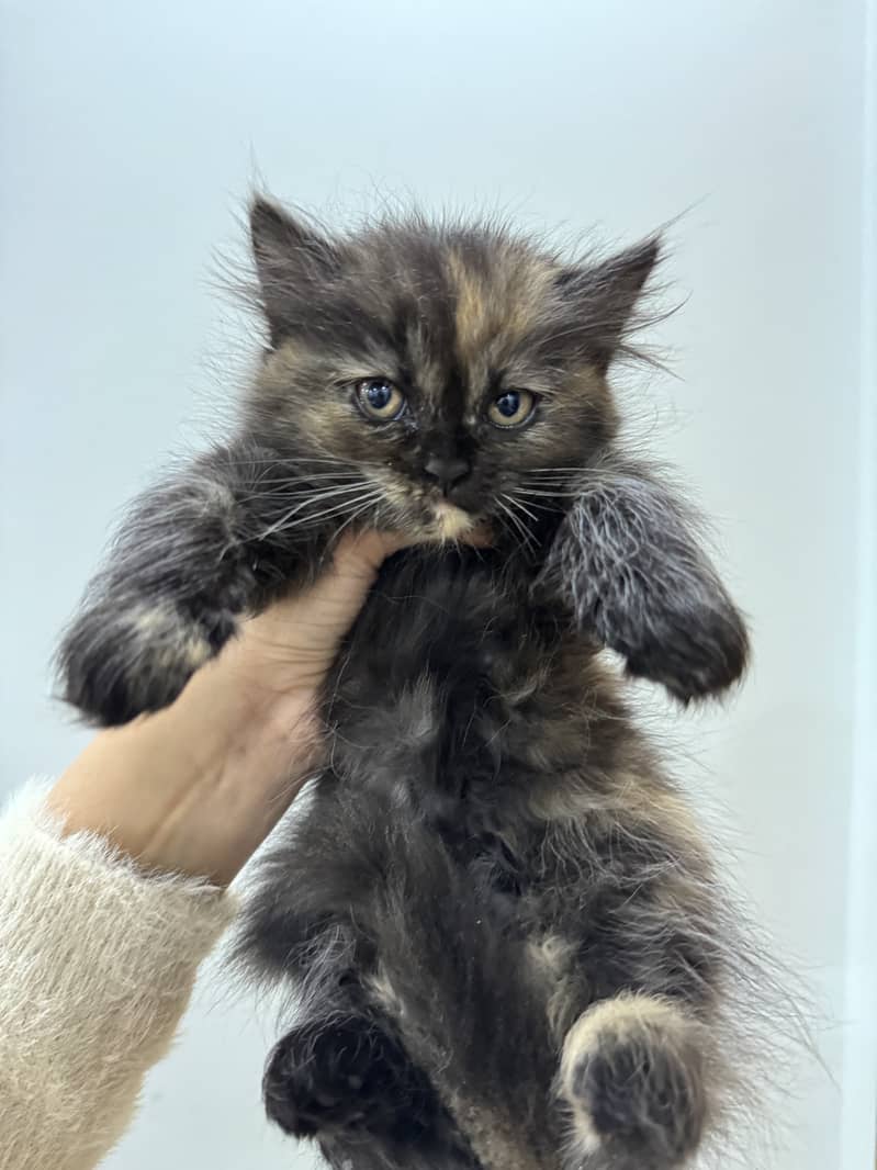 Double coated persian kittens (2 white, 1 black and brown) 2