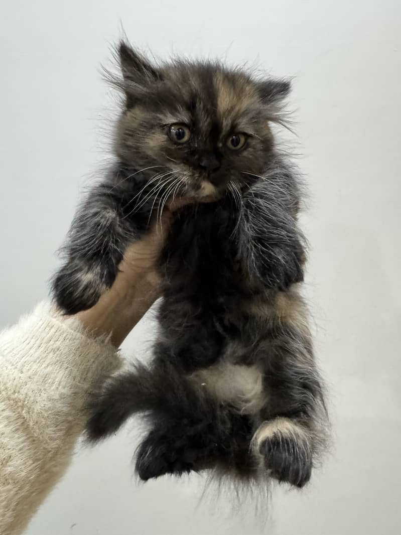 Double coated persian kittens (2 white, 1 black and brown) 3