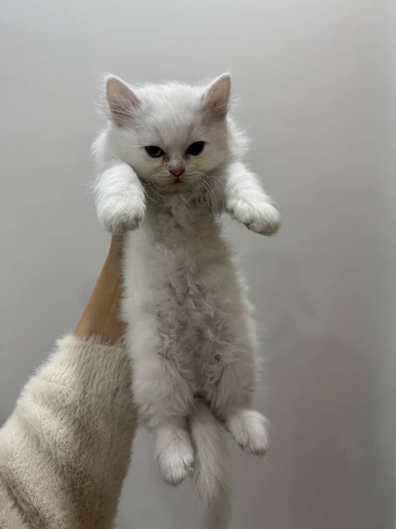 Double coated persian kittens (2 white, 1 black and brown) 4