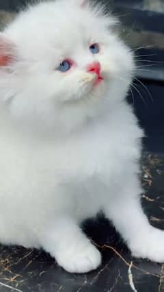 beautiful persian female kitten for sale settle