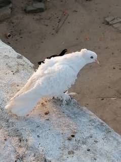 Frill back yellow eyes young pair for sale.