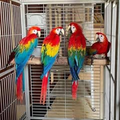 red macaw parrot cheeks for sale 03=36=044=60=68