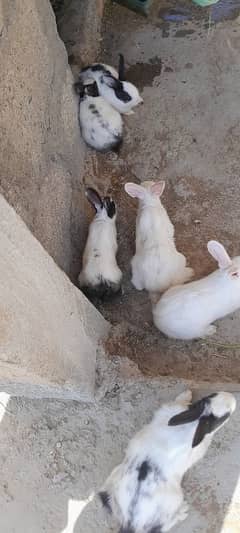 Healthy 8 Bunnies