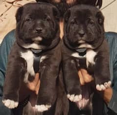 King alabai puppies pair available for sale