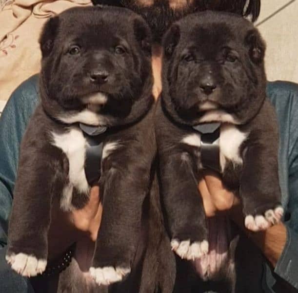 King alabai puppies pair available for sale 0