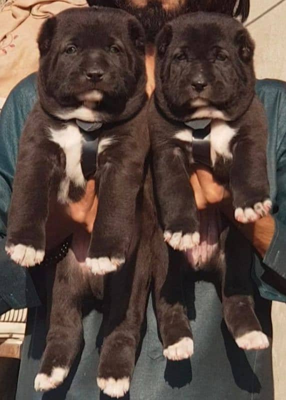 King alabai puppies pair available for sale 1