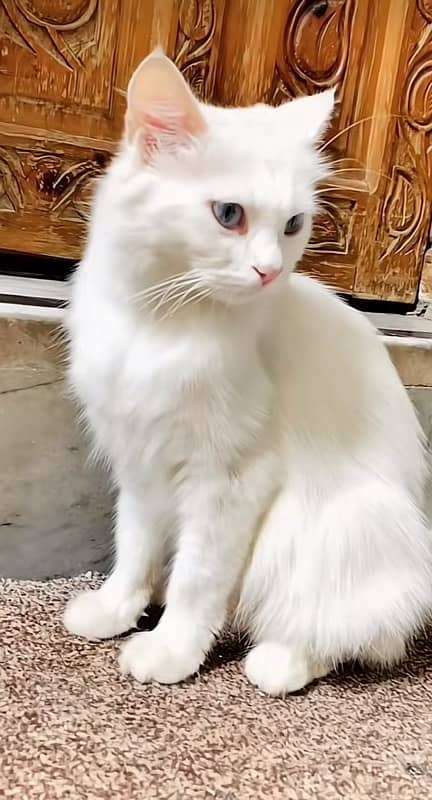 pawer persian blue eyes double couted white cat 0