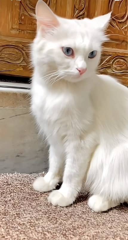 pawer persian blue eyes double couted white cat 1