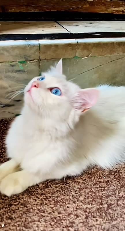 pawer persian blue eyes double couted white cat 2