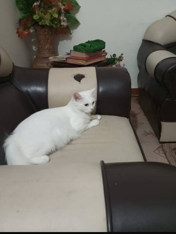 pawer persian blue eyes double couted white cat 3