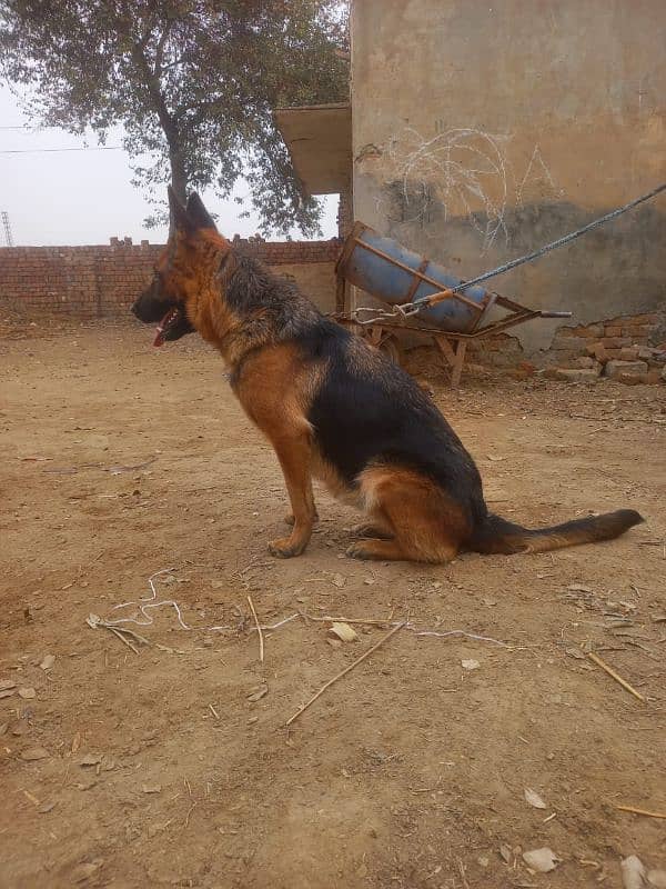 German shepherd My WhatsApp number 03001868066 0