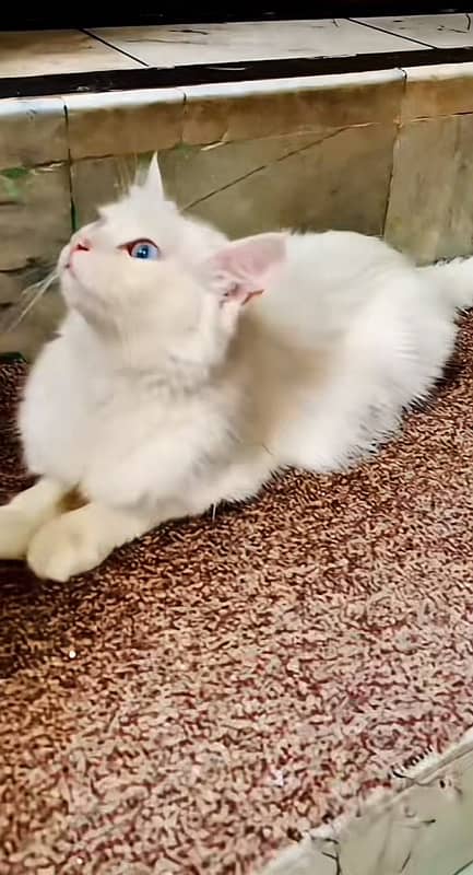 pawer persian blue eyes double couted white cat 4