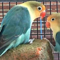 Lovebirds - Decino, Albino, Lutino, Parblue