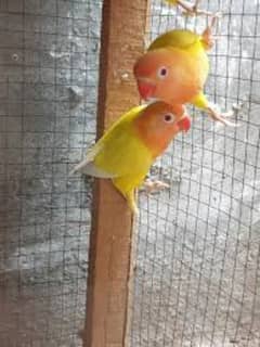 Lovebirds