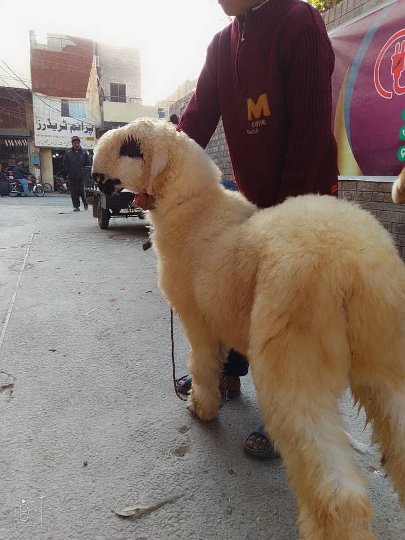 kajla /chatra / bakra | mundra | Breader | بکرا |  Sheep /goat 0