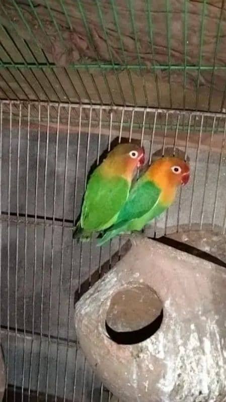 love birds 1